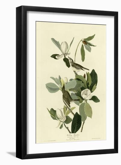 Warbling Flycatcher-null-Framed Giclee Print