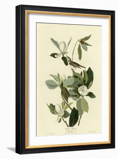 Warbling Flycatcher-null-Framed Giclee Print