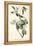 Warbling Vireo-John James Audubon-Framed Stretched Canvas