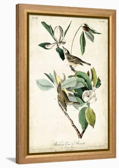 Warbling Vireo-John James Audubon-Framed Stretched Canvas