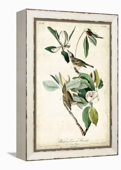 Warbling Vireo-John James Audubon-Framed Stretched Canvas