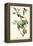 Warbling Vireo-John James Audubon-Framed Stretched Canvas