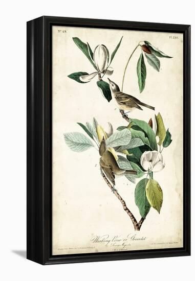 Warbling Vireo-John James Audubon-Framed Stretched Canvas