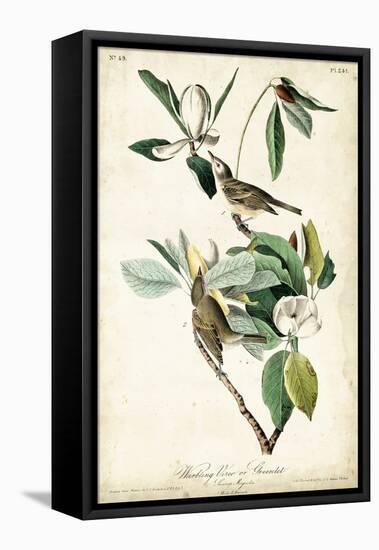 Warbling Vireo-John James Audubon-Framed Stretched Canvas