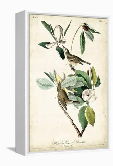 Warbling Vireo-John James Audubon-Framed Stretched Canvas