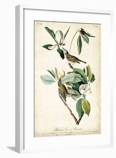 Warbling Vireo-John James Audubon-Framed Art Print