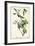 Warbling Vireo-John James Audubon-Framed Art Print