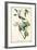Warbling Vireo-John James Audubon-Framed Art Print
