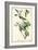 Warbling Vireo-John James Audubon-Framed Art Print