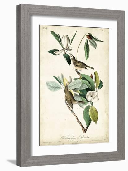 Warbling Vireo-John James Audubon-Framed Art Print