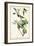 Warbling Vireo-John James Audubon-Framed Art Print