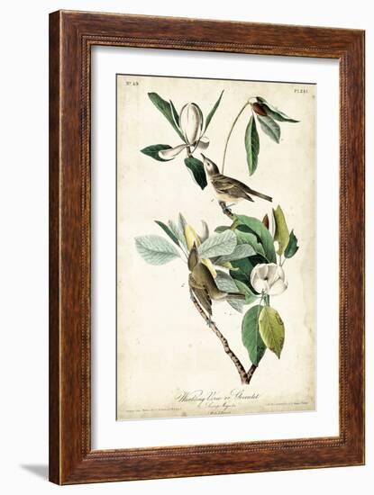 Warbling Vireo-John James Audubon-Framed Art Print