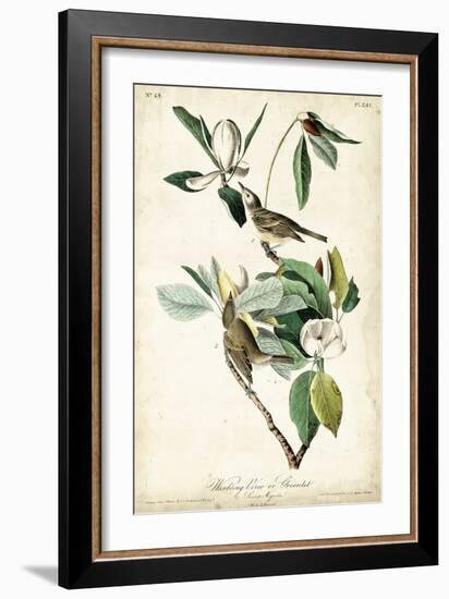 Warbling Vireo-John James Audubon-Framed Art Print