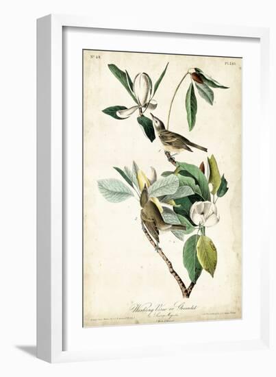 Warbling Vireo-John James Audubon-Framed Art Print