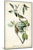 Warbling Vireo-John James Audubon-Mounted Art Print