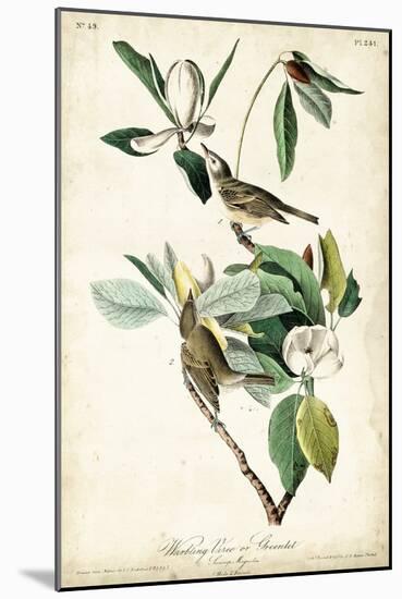 Warbling Vireo-John James Audubon-Mounted Art Print
