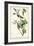 Warbling Vireo-John James Audubon-Framed Art Print