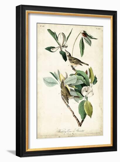 Warbling Vireo-John James Audubon-Framed Art Print