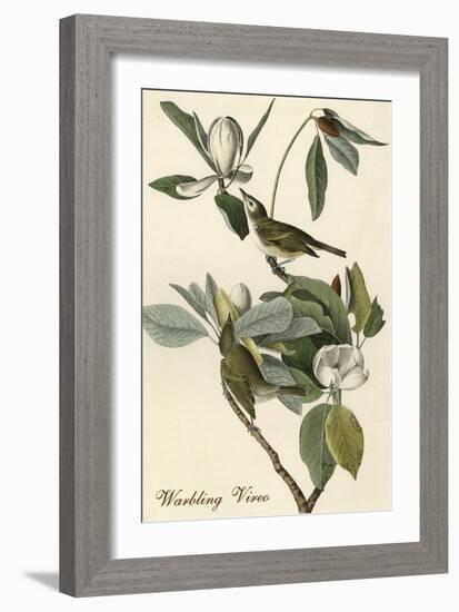 Warbling Vireo-John James Audubon-Framed Art Print