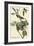 Warbling Vireo-John James Audubon-Framed Premium Giclee Print