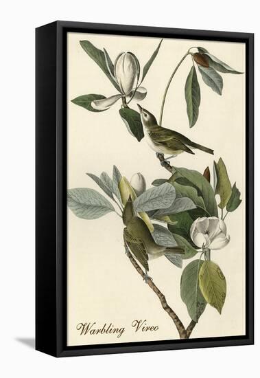Warbling Vireo-John James Audubon-Framed Stretched Canvas