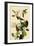 Warbling Vireos-John James Audubon-Framed Premium Giclee Print