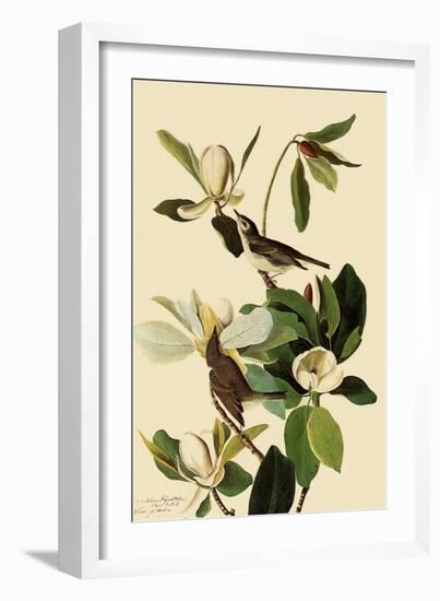 Warbling Vireos-John James Audubon-Framed Premium Giclee Print