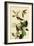 Warbling Vireos-John James Audubon-Framed Premium Giclee Print