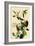 Warbling Vireos-John James Audubon-Framed Giclee Print