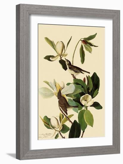 Warbling Vireos-John James Audubon-Framed Giclee Print