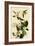 Warbling Vireos-John James Audubon-Framed Giclee Print