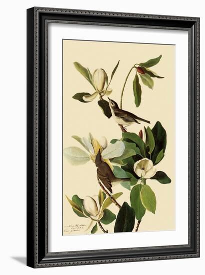 Warbling Vireos-John James Audubon-Framed Giclee Print