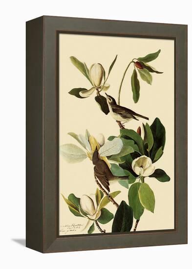 Warbling Vireos-John James Audubon-Framed Premier Image Canvas