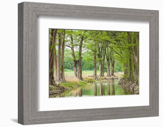 Waring, Texas, USA. Trees along the Guadalupe River in the Texas Hill Country.-Emily Wilson-Framed Photographic Print
