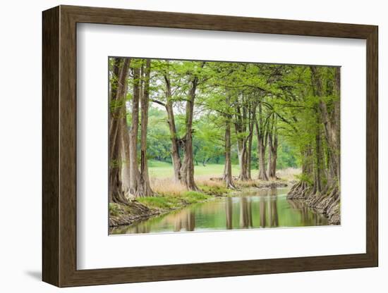 Waring, Texas, USA. Trees along the Guadalupe River in the Texas Hill Country.-Emily Wilson-Framed Photographic Print