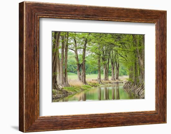 Waring, Texas, USA. Trees along the Guadalupe River in the Texas Hill Country.-Emily Wilson-Framed Photographic Print