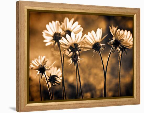 Warm and Sunny-Ursula Abresch-Framed Premier Image Canvas