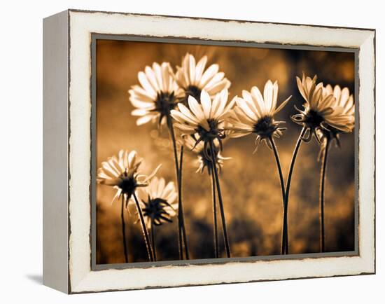 Warm and Sunny-Ursula Abresch-Framed Premier Image Canvas