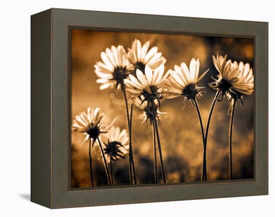 Warm and Sunny-Ursula Abresch-Framed Premier Image Canvas