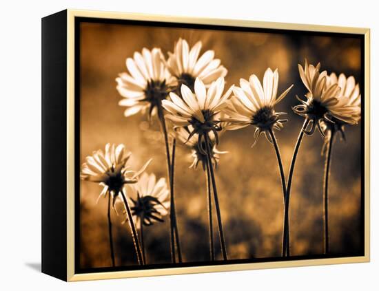 Warm and Sunny-Ursula Abresch-Framed Premier Image Canvas