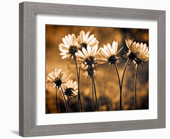 Warm and Sunny-Ursula Abresch-Framed Photographic Print