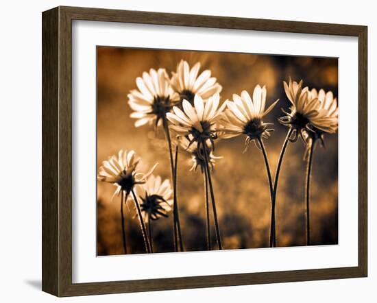 Warm and Sunny-Ursula Abresch-Framed Photographic Print