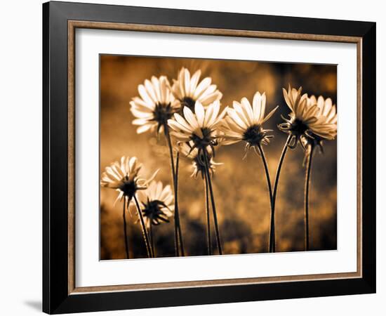 Warm and Sunny-Ursula Abresch-Framed Photographic Print