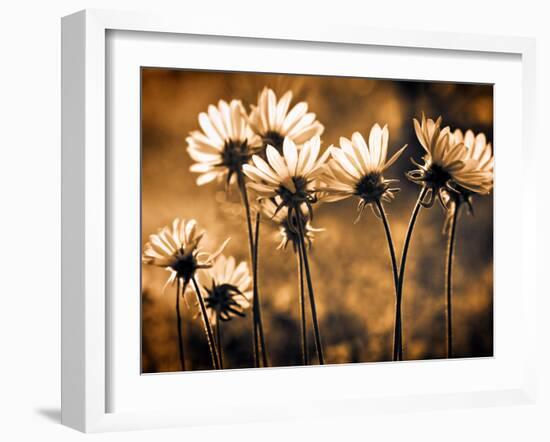 Warm and Sunny-Ursula Abresch-Framed Photographic Print