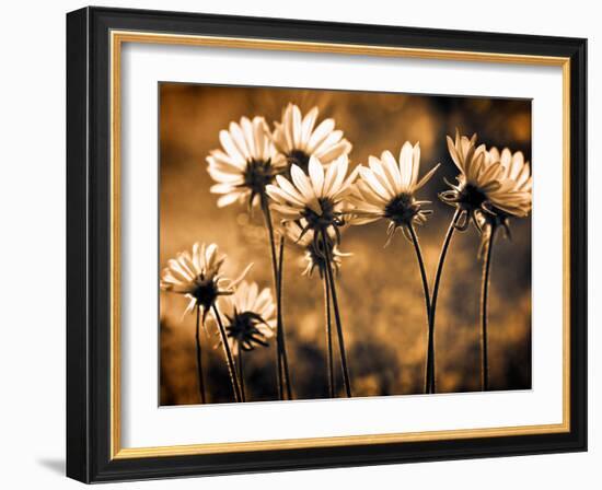 Warm and Sunny-Ursula Abresch-Framed Photographic Print