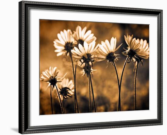 Warm and Sunny-Ursula Abresch-Framed Photographic Print