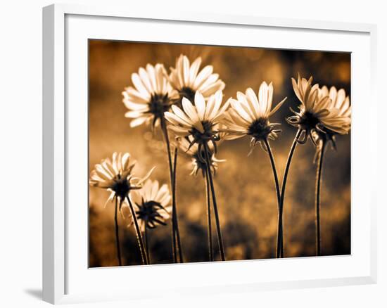 Warm and Sunny-Ursula Abresch-Framed Photographic Print