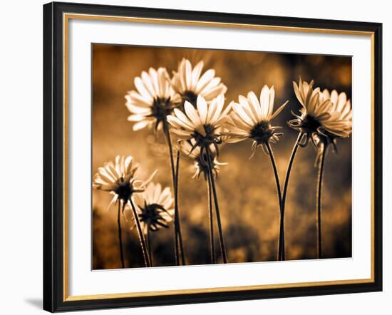 Warm and Sunny-Ursula Abresch-Framed Photographic Print