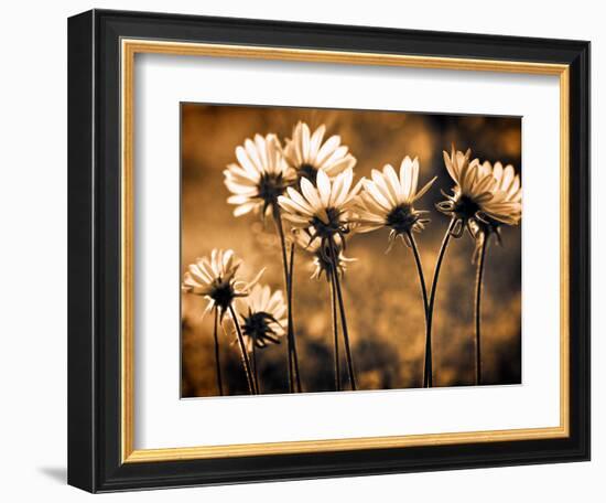 Warm and Sunny-Ursula Abresch-Framed Premium Photographic Print