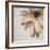 Warm Flower-Carolina Alotus-Framed Giclee Print